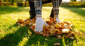 Ramassage des feuilles mortes à l'automne pour aérer le gazon.