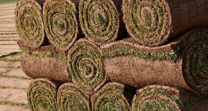 Rouleaux de gazon de placage naturel empilés sur palette au champ à Entzheim